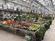 OBI Markt Lauf - Gartenplatten