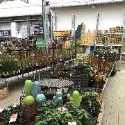 OBI Markt Lauf - Kleinpflanzen