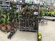 OBI Markt Lauf - Kleinpflanzen