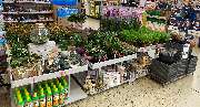 OBI Markt Lauf - Orchideen