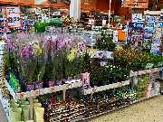 OBI Markt Lauf - Pflanzen