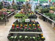 OBI Markt Lauf - Pflanztisch