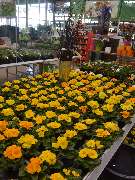 OBI Markt Leingarten - OBI Gartencenter Leingarten