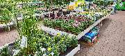 OBI Markt Lindau - OBI Gartencenter Lindau