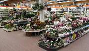 OBI Markt Löbau - Zimmerpflanzen