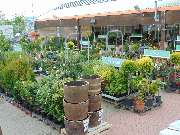 OBI Markt Massen-Finsterwalde - Gartenpflanzen