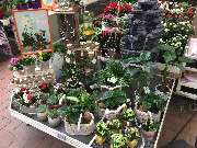 OBI Markt Massen-Finsterwalde - Pflanzen