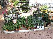 OBI Markt Meerane - Gewappnet für den Sommer