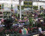 OBI Markt Meerane - OBI Markt Meerane - Gartenparadies
