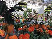 OBI Markt Meerane - OBI Markt Meerane - Gartenparadies