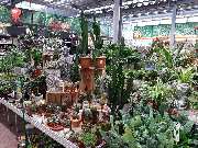 OBI Markt Mühldorf - OBI Mühldorf - Kakteen und Zimmerpflanzen