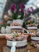 OBI Markt Mühldorf - OBI Mühldorf - Zimmerpflanzen in farbenfrohen Übertöpfen