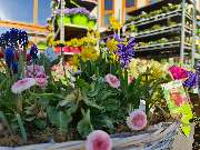 OBI Markt München-Trudering - Bellis <3