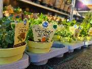 OBI Markt München-Trudering - es Kräutert.....