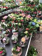 OBI Markt Naila - Gartencenter