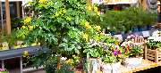 OBI Markt Neustrelitz - OBI Gartencenter Neustrelitz