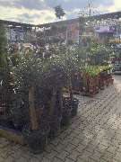 OBI Markt Niesky - OBI Gartencenter Niesky