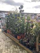 OBI Markt Niesky - OBI Gartencenter Niesky