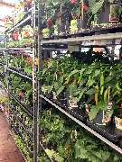 OBI Markt Niesky - OBI Gartencenter Niesky