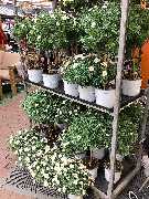 OBI Markt Niesky - OBI Gartencenter Niesky