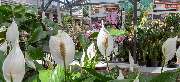 OBI Markt Northeim - OBI Gartencenter Northeim