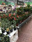 OBI Markt Öhringen - Flamingoblume