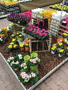 OBI Markt Öhringen - Frische Primeln