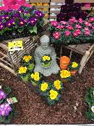 OBI Markt Öhringen - Frische Primeln