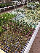 OBI Markt Öhringen - Osterglocken