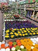 OBI Markt Öhringen - Primel