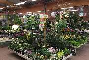 OBI Markt Ottendorf-Okrilla - Gartencenter