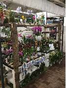 OBI Markt Radebeul - Orchideenfest 2019