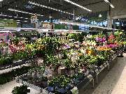 OBI Markt Rheinbach - OBI Markt-Eingang Rheinbach