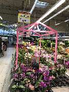 OBI Markt Rheinbach - Zimmerpflanze