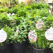 OBI Markt Rudolstadt - Saisonbeginn 2019 - Gartenbereich