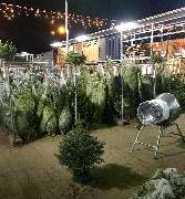 OBI Markt Rudolstadt - Weihnachtsbaumverkaufl
