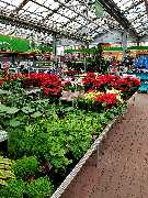 OBI Markt Rüsselsheim - Garten Innenpflanzen