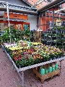 OBI Markt Rüsselsheim - Garten Kalthalle