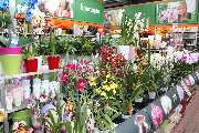 OBI Markt Schwabhausen - Wir lieben Orchideen..Sie auch ?