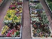 OBI Markt Sinzheim - Beet Blumen in allen Farben