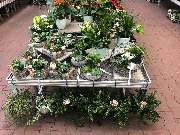 OBI Markt Sinzheim - Klein- & Hänge Pflanzen Präsentation