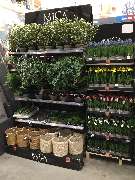 OBI Markt Sinzheim - Kunstpflanzen in vielen Größen