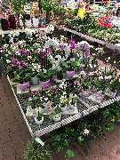 OBI Markt Sinzheim - Orchideen in allen Farben