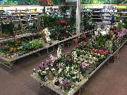 OBI Markt Sinzheim - Zimmerpflanzen für jeden Geschmack