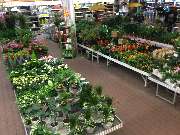 OBI Markt Sinzheim - Zimmerpflanzen für jeden Geschmack