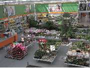 OBI Markt Stephanskirchen - Gartenabteilung Zimmerpflanzen