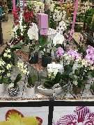 OBI Markt Torgau - Orchideen Deko Frühjahr 2020