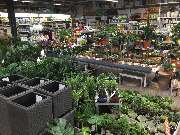 OBI Markt Torgelow - Pflanzen für Innen