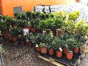OBI Markt Uhingen - Eingang Obi-Markt April 2019