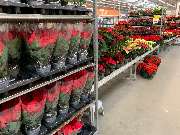 OBI Markt Velbert - Poinsettia